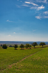 Fototapeta premium Sommerwiese mit Obstbäumen