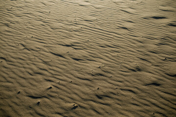 Sand texture. Sandy beach for background. Top view
