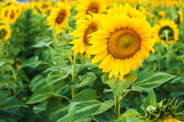 Sunflower field with blue sky vintage tone