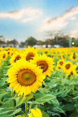 Fototapeta premium Sunflower field with blue sky vintage tone