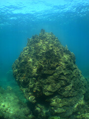 Fototapeta na wymiar underwater coral reef caribbean sea snorkel