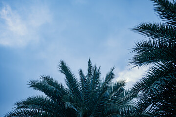green areca catechu palm leaves on blue sky