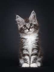 Handsome silver tabby 10 week old Maine Coon cat kitten, sitting up facing front. Looking at camera with greenish eyes. Isolated on black background.