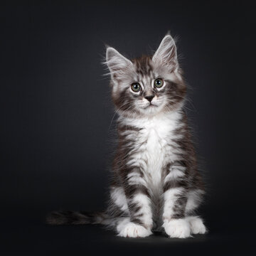 Handsome silver tabby 10 week old Maine Coon cat kitten, sitting up facing front. Looking at camera with greenish eyes. Isolated on black background.