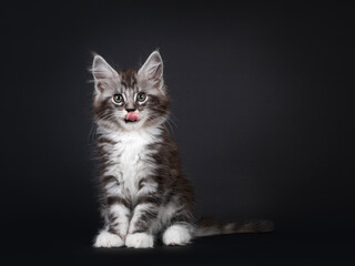 Fototapeta na wymiar Handsome silver tabby 10 week old Maine Coon cat kitten, sitting up sticking out tongue. Looking at camera with greenish eyes. Isolated on black background.