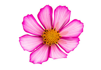 beautiful cosmea flower isolated