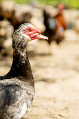 Portrait of a duckling. Duck head close up. Macro shot. Black bird. Black domestic ducks