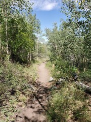 Fototapeta premium Hiking path surrounded by trees in Colorado