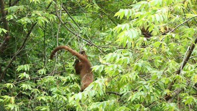 Coaties eating fruits on a tree in Panama