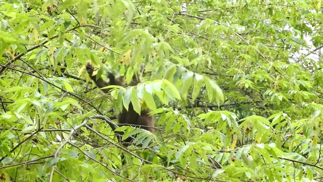 Coaties eating fruits on a tree in Panama