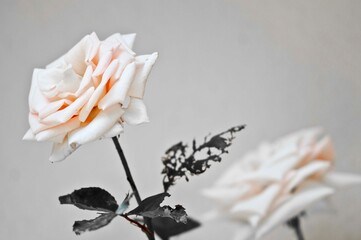 rosa bianca
