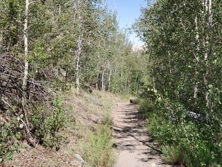 Hiking path surrounded by trees in Colorado