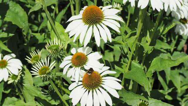 Echinacea purpurea 'alba' | Grandes fleurs retombantes et solitaires blanc cr&egrave;me de Rudbeckia pourpre 'Alba' ou &eacute;chinac&eacute;es blanches au centre conique et h&eacute;riss&eacute; orange brun 