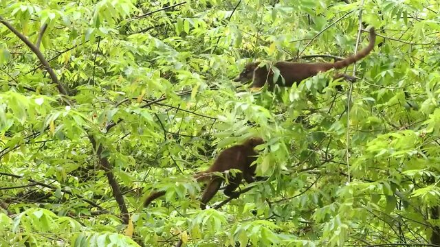 two Coaties eating fruits on a tree in Panama