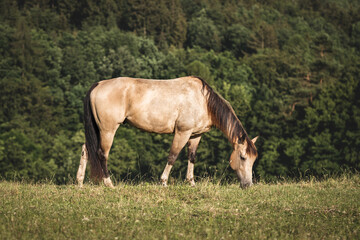 Obraz na płótnie Canvas Horse grazing on pasture