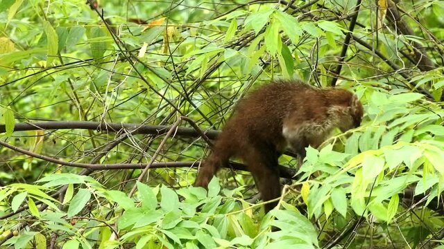 Coaties eating fruits on a tree in Panama