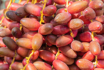 Red khalal dates or Date crown palm fruits are hanging on the clusters in organic fruit garden for harvesting