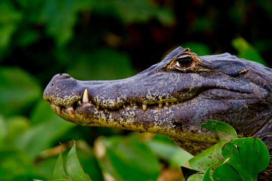 
Crocodiles in the Amazonian Pantanal