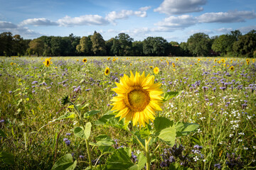 Zwischenfruchtanbau - Greening,  Blütenmeer im Spätsommer auf vielen deutschen Äckern.