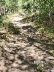 Hiking path through trees