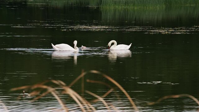 Couple of swans swimming on the lake in the summer.