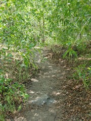 Hiking path through trees