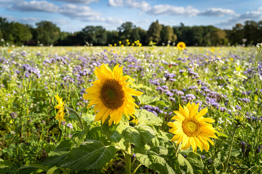 Zwischenfruchtanbau - Greening,  Bl&uuml;tenmeer im Sp&auml;tsommer auf vielen deutschen &Auml;ckern.