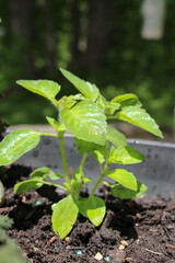 Tulsi basil also know as Holy basil growing in garden