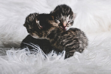 Katzenbabys auf weißem fell