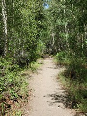 Hiking path through trees