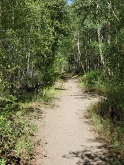 Hiking path through trees