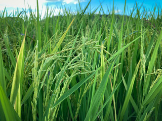 rice field in thailand