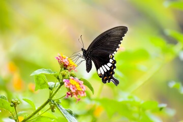 Obraz na płótnie Canvas butterfly on a flower. Common Mormon Butterfly