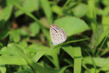 Butterfly. Pale Grass Butterfly on a grass leaf