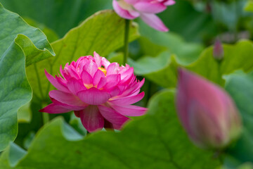 Obraz premium 蓮の花 埼玉県行田市 日本