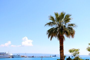 Palm tree in the port of Split, Croatia on a bright sunny day.
