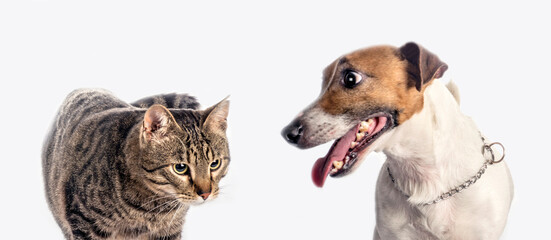 Close up portraits of cat and jack russell terrier together. Studio isolated.