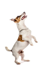 Jack russell terrier photographed from a side.Studio isolated.