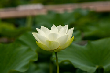 Fototapeta premium 蓮の花 埼玉県行田市 日本