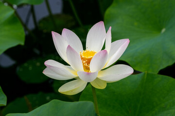 蓮の花　埼玉県行田市　日本