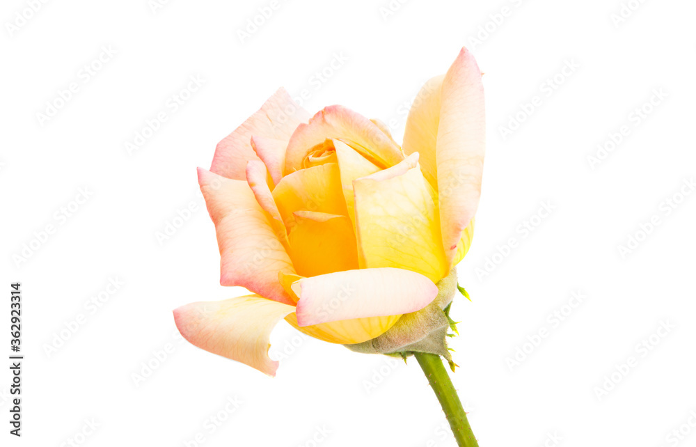 Poster cream rose isolated