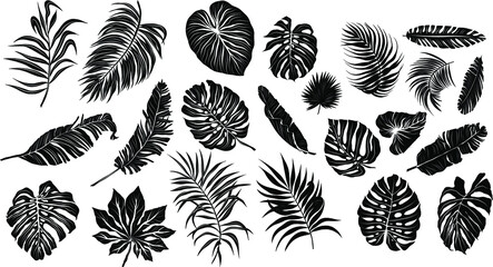 palm leaves set black and white vector illustration