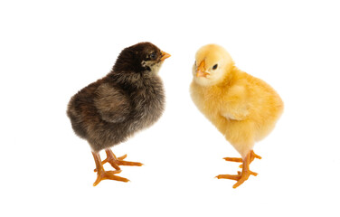 little chicken with eggshell