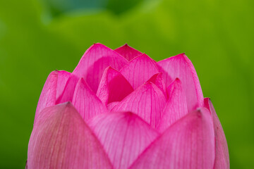 蓮の花　埼玉県行田市　日本