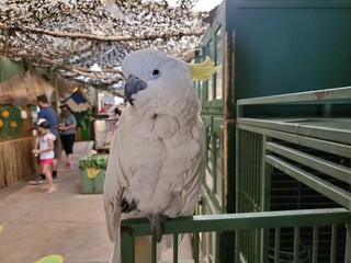 White cockatoo bird