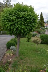 Kugelbaum im Sommergarten und Buchsbaum an der Einfahrt zum Hof
