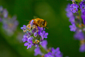 the bee collects pollen on the lavender flower