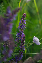 purple flower in the garden