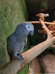 Obraz premium Large gray parrot on a branch