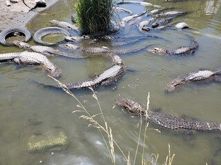 Congregation of alligators